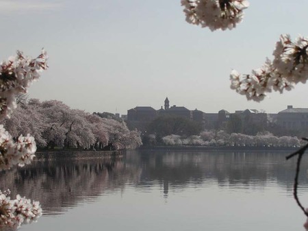 cherry tree blossom festival. National Cherry Blossom Photo