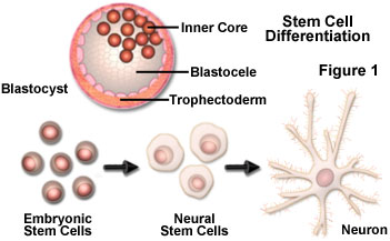 stemcellsfigure1.jpg