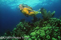 Diver & coral reef in Florida Keys