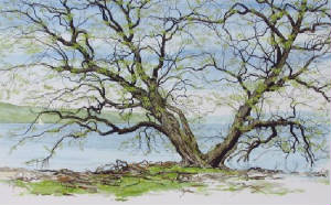 willow3-titus-gallery-art-gallery-galleries-studios-artist-ithaca.jpg